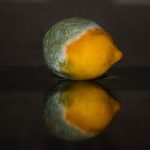 乳幼児期のカビ曝露は、その後のアレルギー疾患に影響するか？： コホート試験