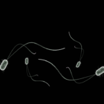 便中細菌の菌株により、アトピー性皮膚炎の発症リスクが変わる？