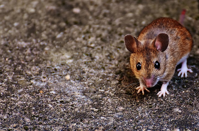 ネズミの徹底した駆除と駆除教育は、喘息を改善するか？