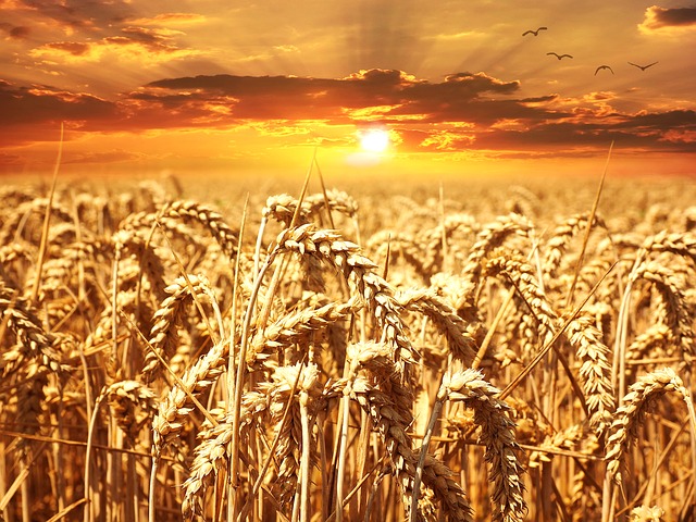 小麦早期開始に小麦アレルギーの予防効果はあるか？: システマティックレビュー