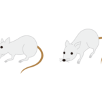 母マウスにゾレアを使用すると仔マウスはアレルギーにならないかもしれない(第1回/全2回)