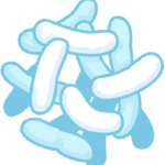 乳酸菌製剤は、アトピー性皮膚炎の発症を予防するか？