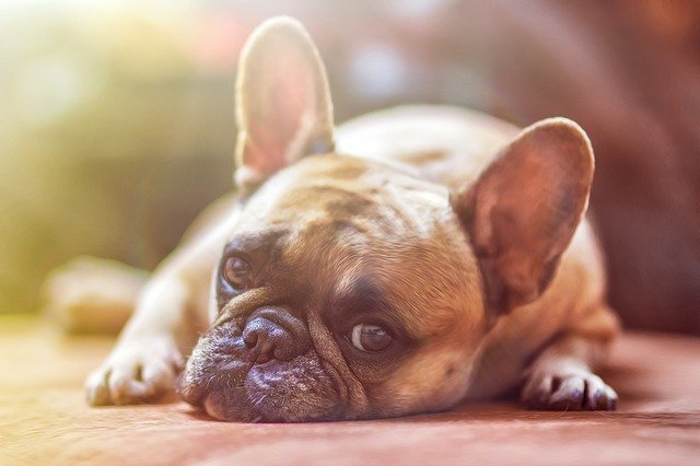 イヌのアレルゲン量は、洗浄で減少するか？