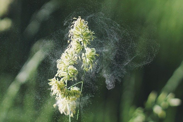 アレルギーを起こす花粉は、スギ花粉以外にイネ科・キク科などがある
