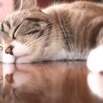 ネコと住んでいる喘息患者は、ネコアレルゲンに対する防御能は上昇するが、喘息薬の減量までの効果はない